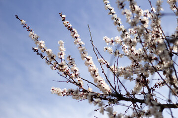 branch of a tree