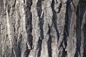 Background - dry bark of field elm tree