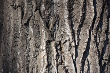 Grayish brown dry bark of field elm tree