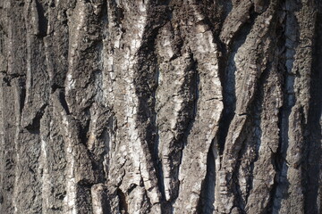 Texture of dry bark of field elm tree