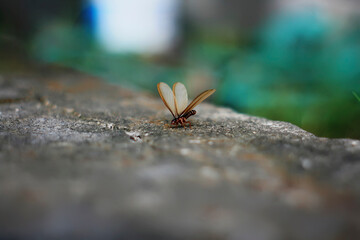 Single flying termites on the ground