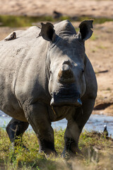 Fototapeta premium closeup of a white rhinoceros