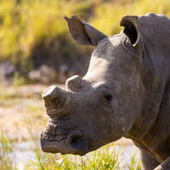 closeup of a white rhinoceros © Jurgens