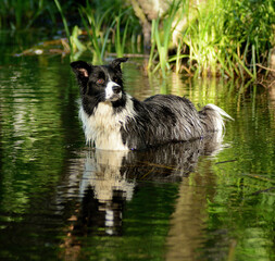 Pies Border  Collie stojący w wodzie - obrazy, fototapety, plakaty