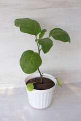 eggplant seedlings grown in a pot, on the background of a white kitchen countertop