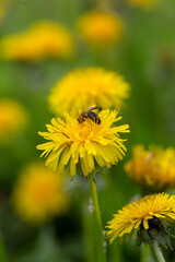 Honey bee collecting nectar from dandelion flower in the summer time. Useful photo for design or web banner. Selective focus