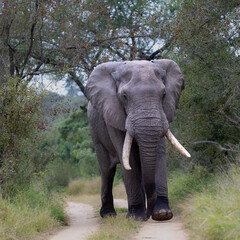 a big African elephant bull walking down a gravel road