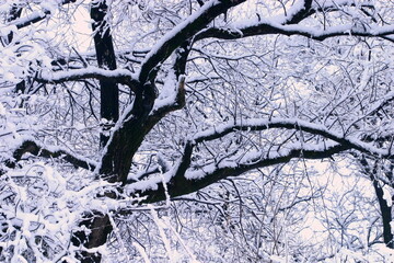 木々に積もる真っ白な雪