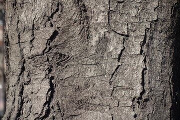 Background - dry bark of horse chestnut tree