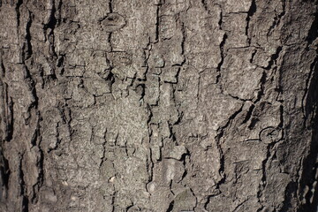 Close view of dry bark of horse chestnut tree