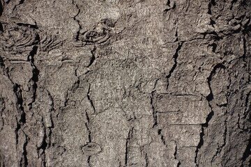 Closeup of dry bark of horse chestnut tree