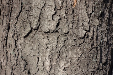 Dry bark of horse chestnut tree with numerous fissures