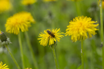 Honey bee collecting nectar from dandelion flower in the summer time. Useful photo for design or web banner. Selective focus