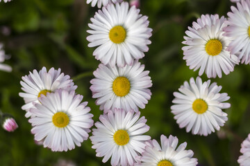 English daisy  in garden. Bellis perennis. Beautiful daisy flowers. Blooming English daisy or Meadow daisy in sunny day. Nobody, selective focus.