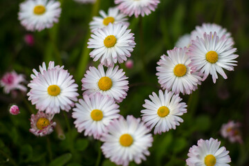 English daisy  in garden. Bellis perennis. Beautiful daisy flowers. Blooming English daisy or Meadow daisy in sunny day. Nobody, selective focus.