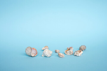 Obraz na płótnie Canvas Seashells from the sea lie on a blue background. Place for text