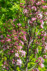Flowering branches of the decorative apple tree malus ola close-up. A spring tree blooms with pink petals in a garden or park	