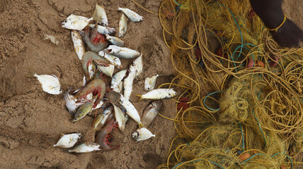 Fisherman separating fish from net, Mahabalipuram, Tamilnadu, India - obrazy, fototapety, plakaty