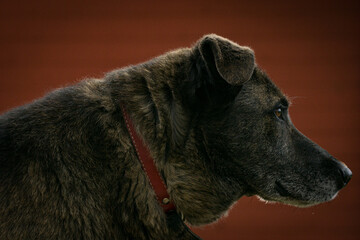 dog, old dog, watching, pies