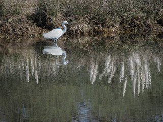 aigrette à Ploumanach en Bretagne en France