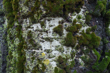 Yellow and green lichen and moss on light grey bark of silver poplar