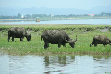 Fototapeta premium Buffalos are eating grass beside mash in Thailand. Body of buffalo are dirty, dry clay on back.