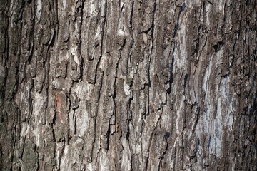Backdrop - dry bark of sycamore maple tree
