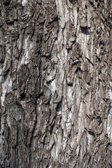 Grayish brown dry bark of sycamore maple tree