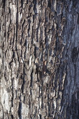 Fototapeta premium Rough dry gray bark of sycamore maple tree