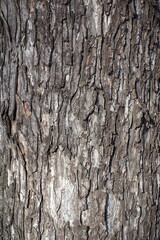Scabrous dry grayish brown bark of sycamore maple tree
