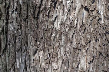 Surface of dry bark sycamore maple tree