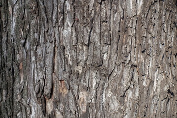 Obraz premium Texture of dry bark of sycamore maple tree