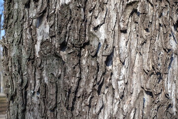 Uneven gray bark of sycamore maple tree