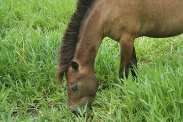 Fototapeta na wymiar Brown horse is eating green grass on land in field.