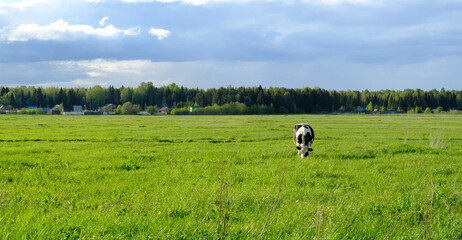 Panoramic view of the countryside landscape with black and white cow grazing on the lush green...