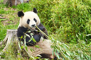 Plakat big panda sitting eating bamboo. Endangered species. Black and white mammal