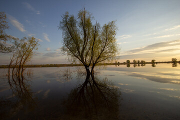 reflection of trees in water