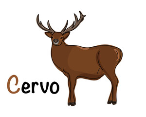 Portuguese alphabet with a picture of a deer. Translation from Portuguese: deer. Vector doodle hand drawn illustration