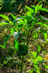 Unripe green bell pepper hanging on the plant in garden