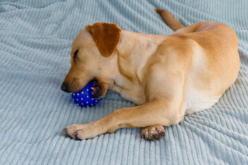 Labrador retriever dog playing with ball toy