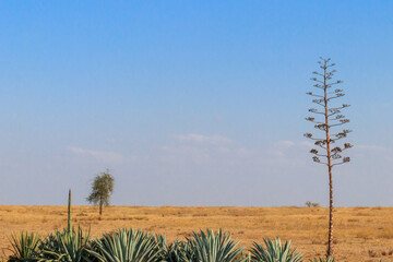 Sisal (Agave sisalana) in african savanna in Tanzania