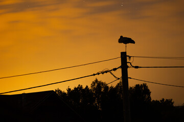 silhouette of a bird on wires