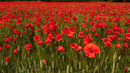 Obraz premium Un champ de coquelicots treès rouge avec les fleurs en gros plan au format panoramique en provence dans le sud de la France.