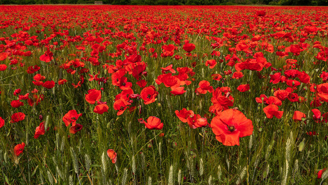 Un champ de coquelicots tre&egrave;s rouge avec les fleurs en gros plan au format panoramique en provence dans le sud de la France.