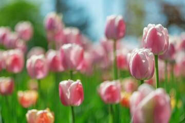 Fototapeta premium tulip flowers. plants in the city flower beds summer mood. bright colors close-up