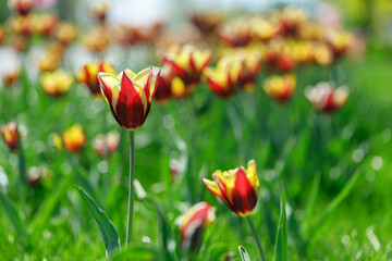 Fototapeta premium tulip flowers. plants in the city flower beds summer mood. bright colors close-up
