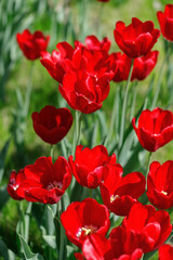 tulip flowers. plants in the city flower beds summer mood. bright colors close-up