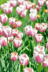 tulip flowers. plants in the city flower beds summer mood. bright colors close-up