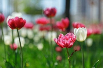 Fototapeta premium tulip flowers. plants in the city flower beds summer mood. bright colors close-up