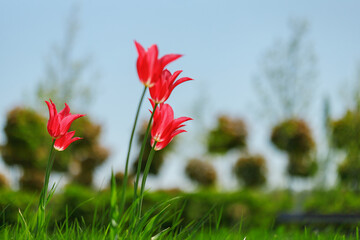 tulip flowers. plants in the city flower beds summer mood. bright colors close-up